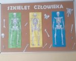 Podsumowanie działu "Układ szkieletowy"