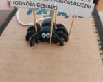 "Kreatywna biologia – Lekcja, która ożywiła stawonogi i mięczaki!"